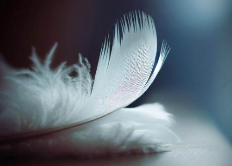天使の白い羽根の待ち受け画像