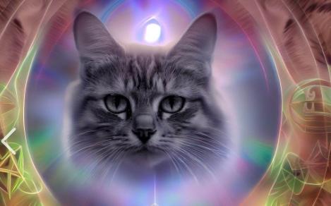 「猫に会う時」のスピリチュアルな象徴とメッセージ